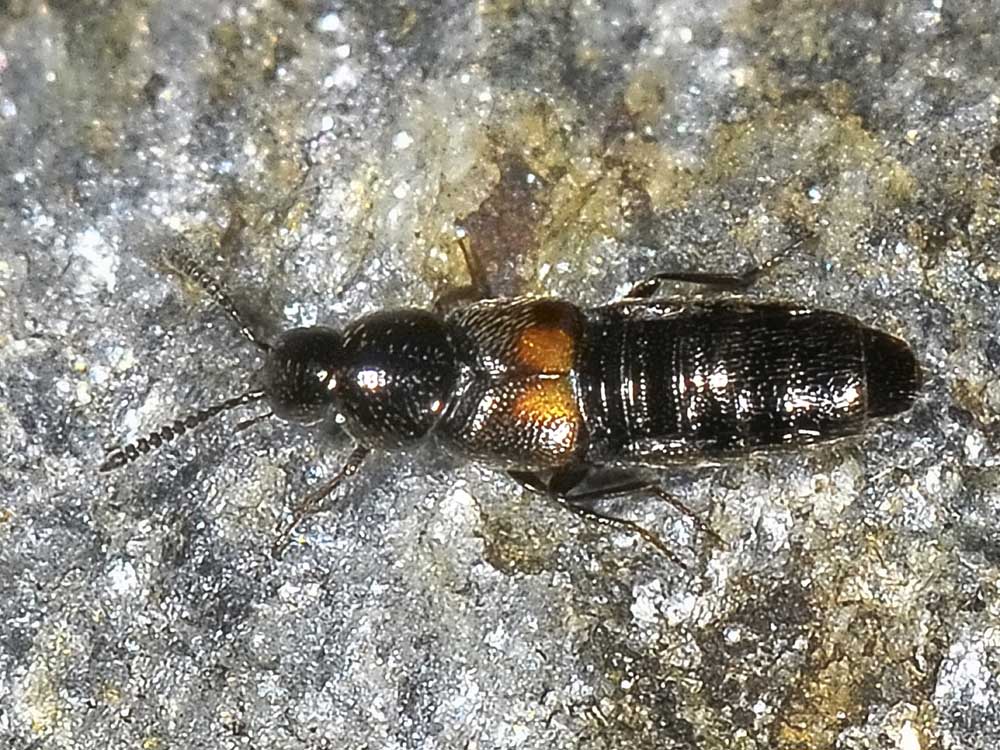 Aleochara bipustulata? (Staphylinidae)